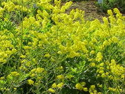 Isatis tinctoria2.jpg