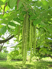 Juglans mandshurica var. sieboldiana male.JPG