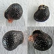 Mammillaria prolifera20100315.jpg