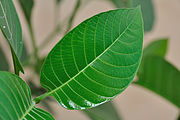 Neolamarckia cadamba Leaf 6125.JPG