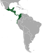 Tamandua mexicana