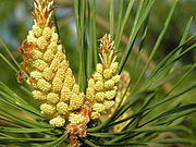 180px Pinus sylvestris flos pollen bialowieza forest beentree