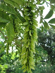 Pterocarya stenoptera 01 by Line1.jpg