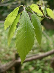 Quercus serrata1.jpg