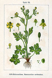 Ranunculus sceleratus Sturm55.jpg