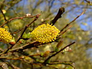 Salix cinerea flowers-4.jpg