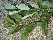 Salix cinerea leaves-1.JPG
