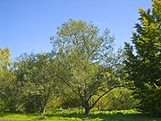 Salix fragilis 003.jpg