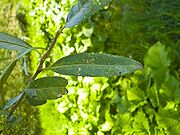 Salix fragilis 005.jpg
