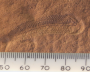 Ископаемая сприггина (S. floundersi). Хорошо заметны сегменты с осью в середине.
