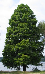 Taxodium distichum bgiu.jpg