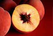 у какого растения плод называется костянка. 180px autumn red peaches. у какого растения плод называется костянка фото. у какого растения плод называется костянка-180px autumn red peaches. картинка у какого растения плод называется костянка. картинка 180px autumn red peaches