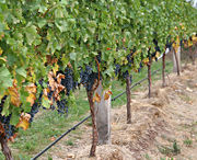 Как называют виноделов в европе. 180px grape vines. Как называют виноделов в европе фото. Как называют виноделов в европе-180px grape vines. картинка Как называют виноделов в европе. картинка 180px grape vines