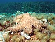 180px octopus2