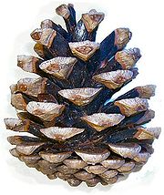180px pinus nigra cone