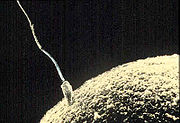 180px sperm egg