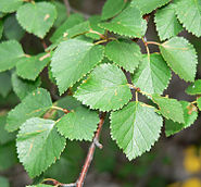 Betula occidentalis 3.jpg