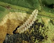 Cameraria ohridella larva.JPG