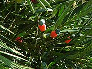 Podocarpus K3.jpg