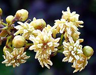 Amborella trichopoda (3065968016) fragment.jpg