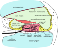 Cochlea-crosssection.png