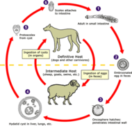 Echinococcus Life Cycle.png