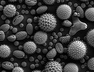 Misc pollen.jpg