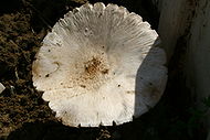 Pluteus petasatus 20080713wa.JPG