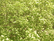 Sorbus aucuparia - flowers.JPG