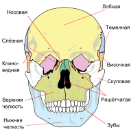 191px Human skull front simplified %28bones%29 ru.svg