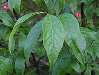 Euonymus verrucosus 20080907a.jpg