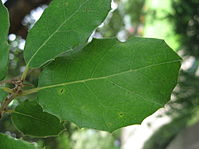 Quercus ilex leaves 01 by Line1.jpg