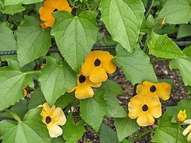 Thunbergia alata