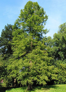 Taxodium distichum