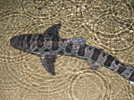 Леопардовая акула
