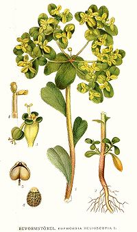 244 Euphorbia helioscopia.jpg