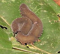 Перипатус (бархатный червь) — живое ископаемое, он почти не изменился за 570 миллионов лет и похож на своего вымершего предка Aysheaia (англ.)русск., который возможно стал первым завоёвывать сушу.[37]