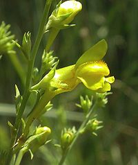 5021-Linaria genistifolia-Floriánek-7.06.jpg