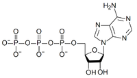 Аденозинтрифосфат: химическая формула