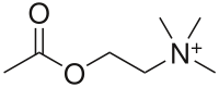 Ацетилхолина что это такое. 200px Acetylcholine.svg. Ацетилхолина что это такое фото. Ацетилхолина что это такое-200px Acetylcholine.svg. картинка Ацетилхолина что это такое. картинка 200px Acetylcholine.svg.