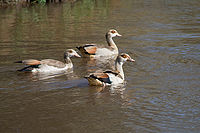 Alopochen aegyptiacus -Lake Manyara National Park, Tanzania -swimming-8.jpg