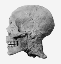 Amenhotep III mummy head profile.png