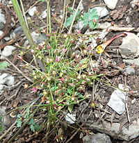 Androsace septentrionalis ssp subumbellata 1.jpg