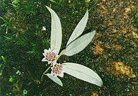 Atherosperma-Tia River-flower.jpg