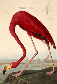 Audubon-Flamingo.jpg
