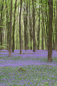 Bluebells Micheldever Woods.jpg