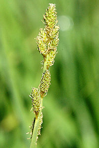 Carex.curta.-.lindsey.jpg