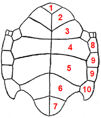 Chelonia scutes plastron.PNG