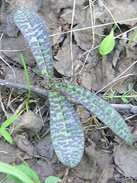 Dactylorhiza maculata (L.) Soo.jpg