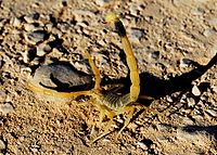 Жёлтый скорпион, Негев